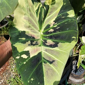 Seltene Colocasia-Glühbirne &#39;Tani, Tanee&#39; Exotische Elefantenohrpflanze - Sammler-Hybrid