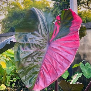 Seltene Colocasia-Birne &#39;Star Pink&#39; Exotische Elefantenohr-Pflanze - Sammler-Hybrid