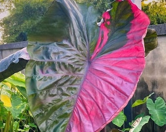 Seltene Colocasia-Birne 'Star Pink' Exotische Elefantenohr-Pflanze - Sammler-Hybrid