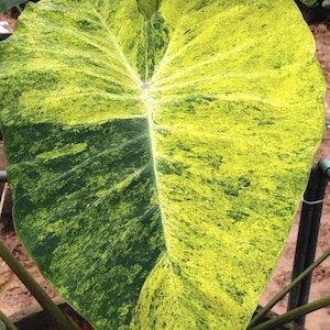 Seltene Golden Beach Colocasia Blumenzwiebel: Exotische Elefantenohr Pflanze