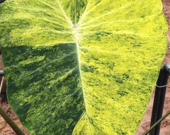 Seltene Golden Beach Colocasia Blumenzwiebel: Exotische Elefantenohr Pflanze