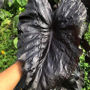 Blaue Colocasia-Birne: Seltene Elefantenohr-Pflanze