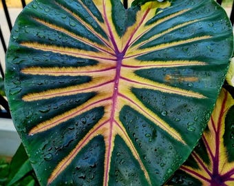 Seltene Colokasie-Birne 'InfoLight' Exotische Elefantenohr-Pflanze - Sammler-Hybrid