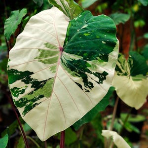 Seltene Pink Saphir Colocasia Blumenzwiebel: Exotische Elefantenohr Pflanze