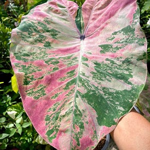 Seltene rosa Zirkon Colocasia Blumenzwiebel: Exotische Elefantenohr Pflanze