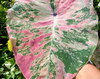 Sällsynt rosa zirkon Colocasia-lök: Exotisk elefantöraväxt