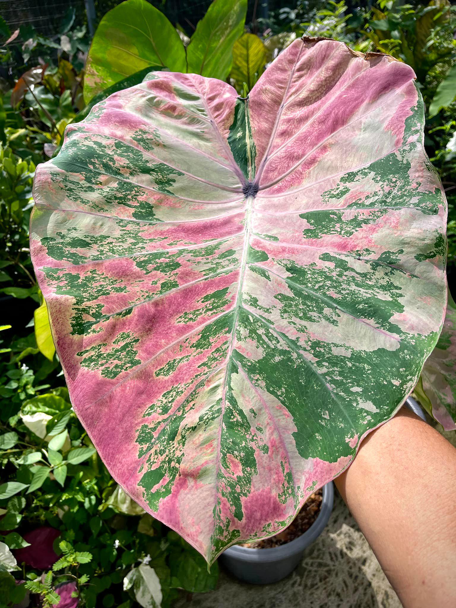 Colocasia pink - Etsy 日本