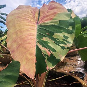 Seltene Elefantenohr-Glühbirne &#39;Phrasaeng Pink&#39; Exotische Colocasia Zimmerpflanze