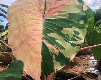 Rare bulbe oreille d'éléphant « Phrasaeng Pink » plante d'intérieur exotique Colocasia