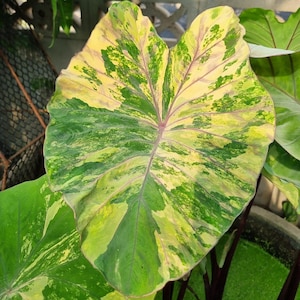 Seltene Goldene Smaragd Colocasia-Birne: Exotische Elefantenohr-Pflanze