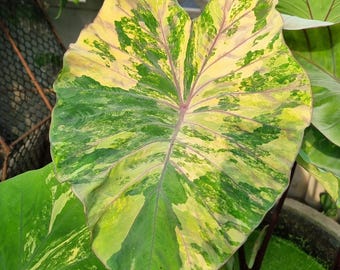 Bulbe rare de colocasia émeraude dorée : plante exotique à oreilles d'éléphant