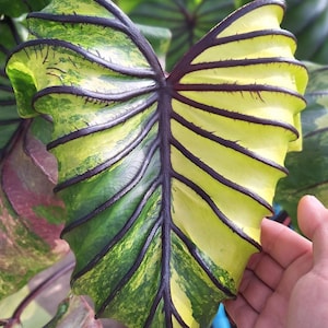 Variegated Pharaohs mask – Rare Colocasia Plant – Unique Hybrid Elephant Ear – Exotic Tropical Houseplant – Garden Plant for Collectors