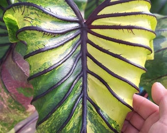 Rare bulbe masque de pharaon colocasia panaché : oreille d'éléphant exotique