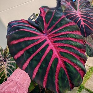 Ghost Rider Colocasia Bulb: Seltene Hybrid Elefant Ohr