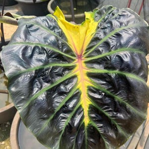 Seltene Tossakan Colocasia Blumenzwiebel: Exotische Elefantenohr Pflanze