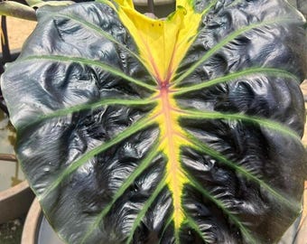 Bulbe rare de colocasia de Tossakan : plante exotique à oreilles d'éléphant