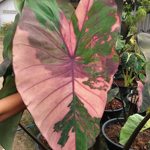 Seltene Phet Phusa Colocasia Bulb: Exotischer Elefantenohr Hybride