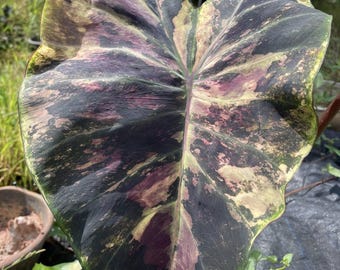 Bulbe Omen Colocasia rare : plante exotique à oreilles d'éléphant