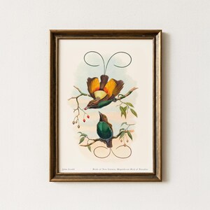 John Gould Bird of Paradise Print: Vintage Ornithology Art (Digital Download)
