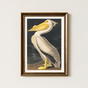 Audubon White Pelican Print: Vintage Bird Illustration (Digital Download)
