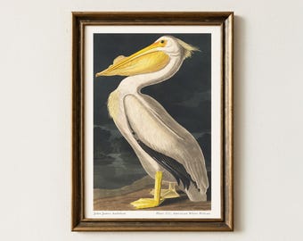 Audubon-print met witte pelikaan: vintage vogelillustratie (digitale download)