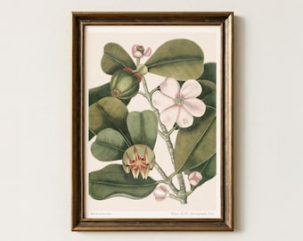 Mark Catesby Autograph Tree Print: Vintage Botanical Illustration (Digital Download)