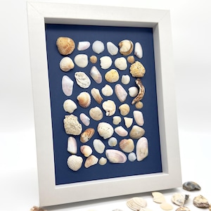 Può includere: Una cornice bianca racchiude una collezione di conchiglie variegate su sfondo blu scuro. Le conchiglie, di diverse dimensioni e forme, sono disposte all'interno della cornice, con altre conchiglie sparse sotto, creando un tema costiero.