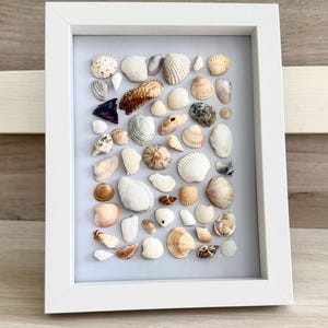 Puede incluir: Un marco blanco con una colección de conchas marinas variadas. Las conchas son de diferentes formas y tamaños, en tonos blancos, beige y marrón. El fondo es de color azul claro.
