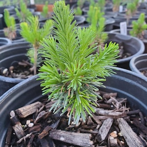 May include: A young evergreen conifer seedling with vibrant green, needle-like foliage growing in a black plastic nursery pot filled with dark soil and wood chip mulch. The small tree features a central stem with dense, radiating needle clusters.