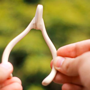May include: A close-up of a wishbone, held between two hands. The wishbone is off-white and has a smooth texture. The background is a blurred green and yellow.