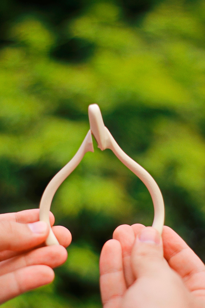 May include: A light-colored wishbone, held between two hands against a blurred green background. The wishbone is a pale ivory color, with a smooth, curved shape. The ends are slightly thicker than the middle.