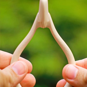 May include: A beige wishbone, held between two hands, against a blurred green background. The wishbone is smooth and curved, with a rounded top and two diverging arms. The object is made of a light-colored material.