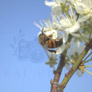 Digital Download Wall Art Printable Insect Photography "Pollinator Party" -Rural Pixels-