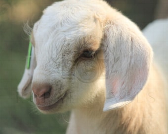 Digital Download Wall Art Printable Goat Photography "Little One" -Rural Pixels-