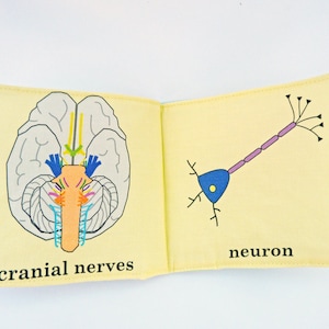 Baby's First Neuroscience Book image 4