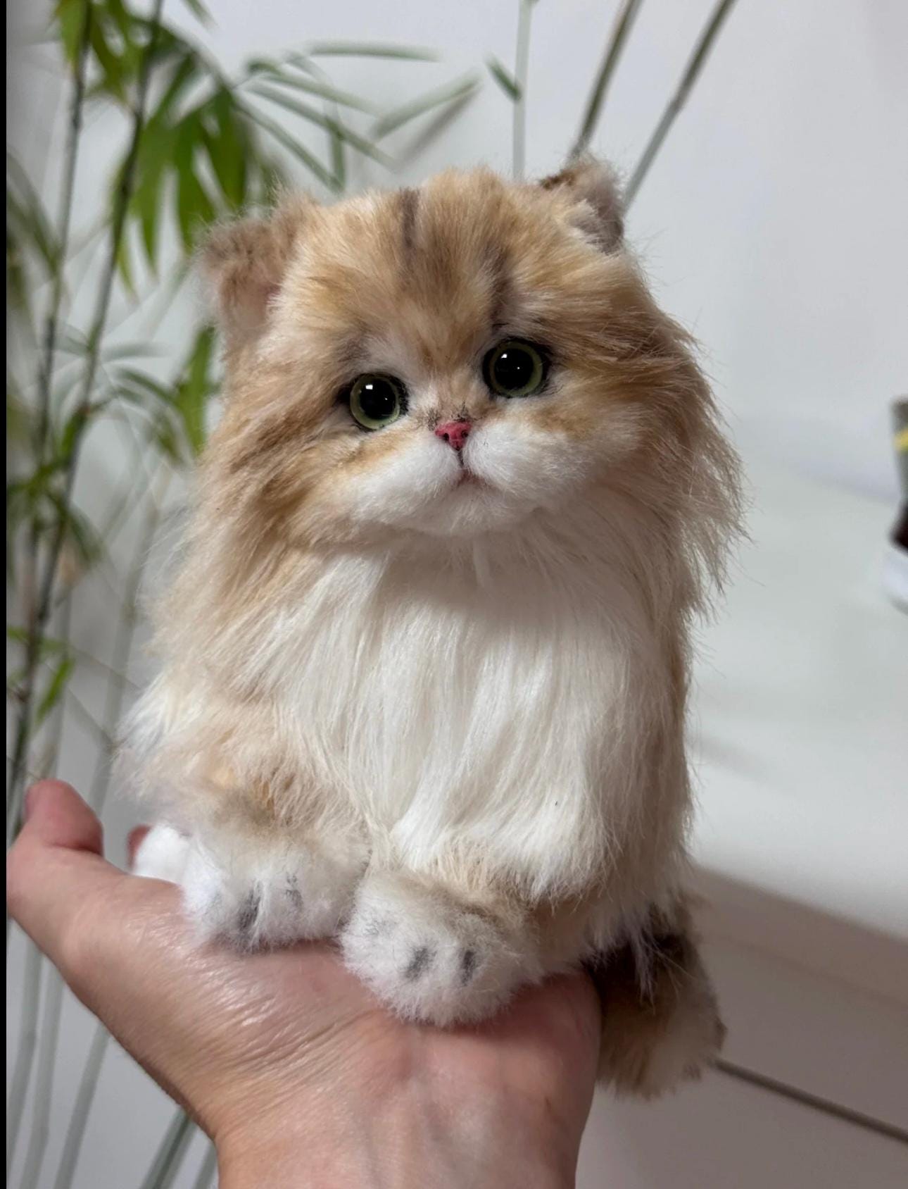 Kitten for Sale Real Australia