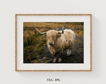 Scottish Highlander Cow: Scotland Wildlife Photography