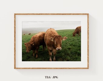 Ireland Cow Print, Cliffs of Moher Wall Art, Farmhouse Decor, Ireland Gift, Pastoral Photography