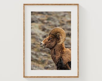Bighorn Sheep Print, Yellowstone Wildlife Photo, National Park Wall Art, Ram Print, Cabin Decor, Animal Wall Art