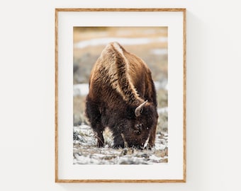 May include: A framed print featuring a brown bison grazing in a snowy field. The bison is the focal point, with its head lowered to the ground. The image is set in a wooden frame, with the text "TLG JPG" at the bottom.