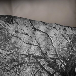 Peut inclure: Photographie en noir et blanc de branches d'arbres nues sur un fond gris clair. Les branches sont entrelac&eacute;es et cr&eacute;ent un motif de lignes et de courbes.