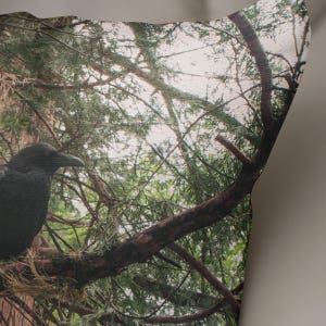 May include: A black crow perched on a branch in a forest. The crow is looking up at the sky. The branches of the trees are visible in the background.