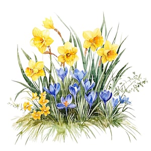 Peut inclure: Illustration à l'aquarelle de jonquilles et de crocus. L'image présente des jonquilles jaunes vives avec des centres orange, entrecoupées de crocus bleus et d'herbe verte. Les fleurs sont disposées dans un style naturel et artistique sur fond blanc.