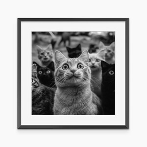 Funny Cats, Photography Prints, Cat Poster, Cat Print, Funny Poster, Black and White Wall Art, Museum Quality Photography Poster
