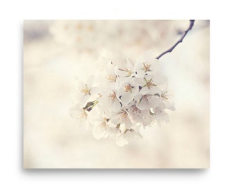 Cherry Blossom Photography Print: White Floral Art