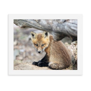 Baby Fox Photography, Baby Fox Print, Baby Fox Art, Woodland Nursery Print, Fox, Baby Animal Photography, Fox Nursery Art, Baby Fox Poster image 1