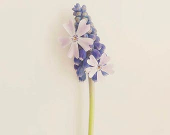 Flower Photography, Spring Print, Floral Print, Purple Flower Art, Purple Floral Wall Art, Spring Art, Purple Bedroom, Blue Muscari Print