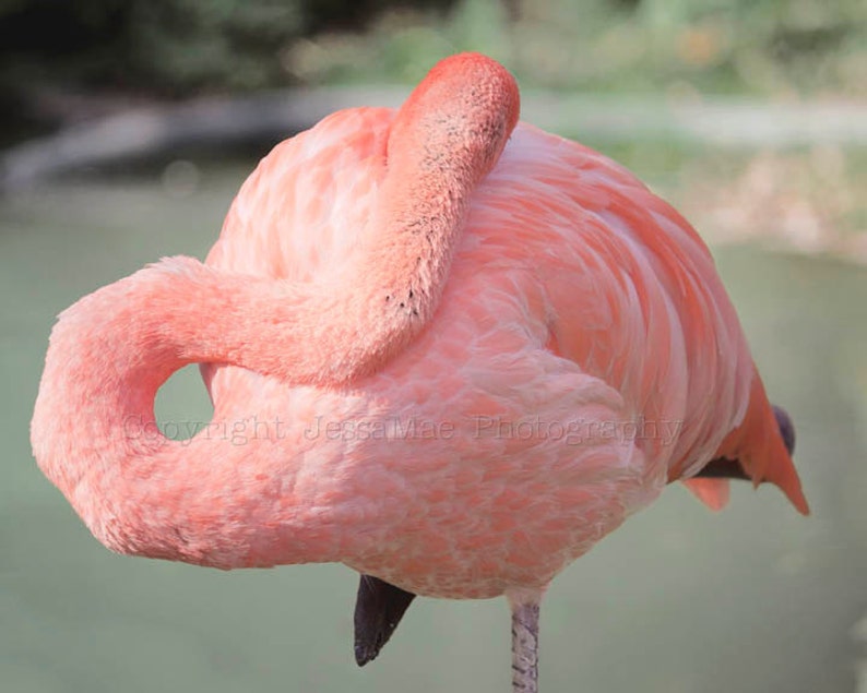 Flamingo Print Set, Pink Flamingo Art, Pink Bird Art, Pink Flamingo Photography Set, Flamingo Wall Art, Pink Art, Flamingo Decor image 5