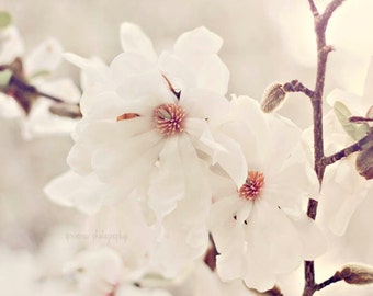 Magnolia Photography, White Flower Photography, Magnolia Print, Magnolia Tree, White Magnolia Art, White Flowers, White Flower Art Print