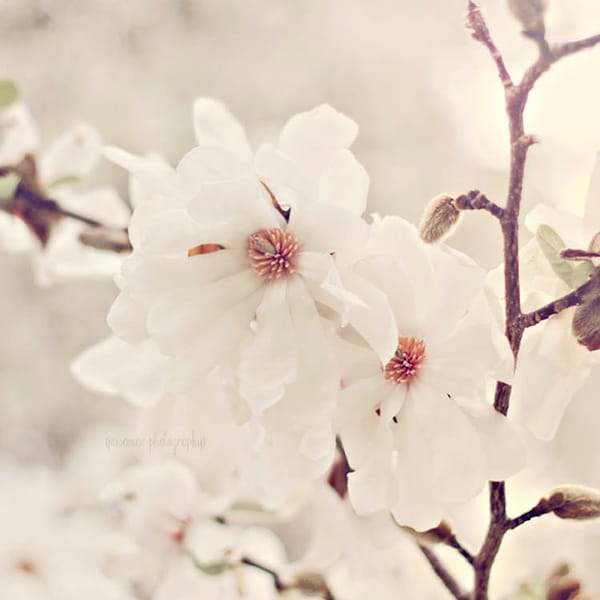 Magnolia Photography, White Flower Photography, Magnolia Print, Magnolia Tree, White Magnolia Art, White Flowers, White Flower Art Print